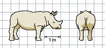 Nashorn Maße 